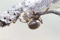 Steatoda albomaculata