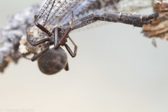 Steatoda albomaculata