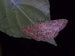 Percnia fumidaria