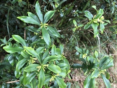 Daphne arisanensis