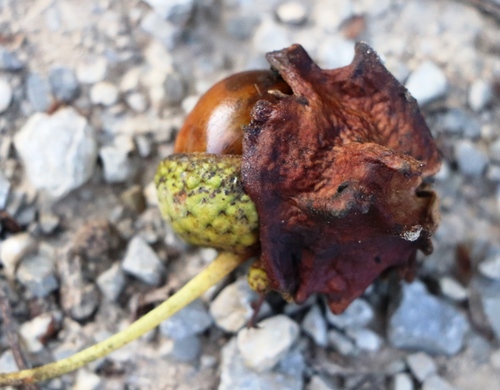 Knopper Gall Wasp