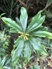 Daphne arisanensis
