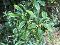 Daphne arisanensis