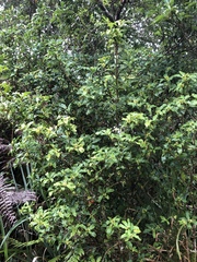 Daphne arisanensis