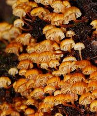 Xeromphalina leonina