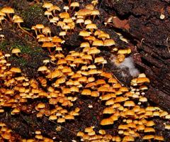 Xeromphalina leonina