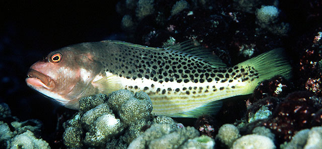 Halfspotted Hawkfish