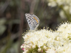 Euphilotes columbiae