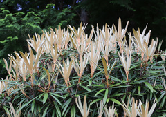 Rhododendron makinoi