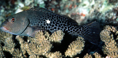 Halfspotted Hawkfish photo 2