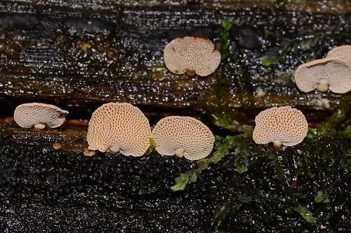 Panellus pusillus nuotrauka