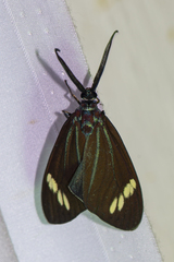 Cyclosia papilionaris
