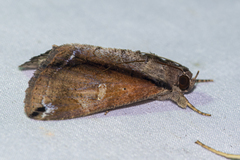 Ercheia