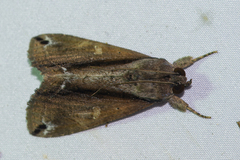 Ercheia