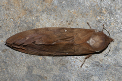 Suana concolor