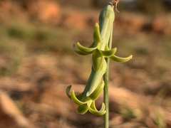 Dipcadi ciliare
