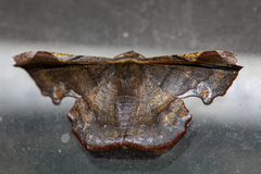 Fascellina