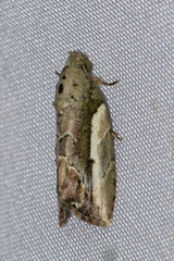 Etanna albisecta