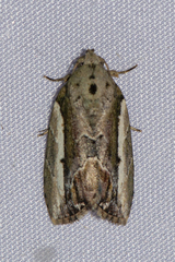 Etanna albisecta