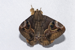 Ommatophora luminosa