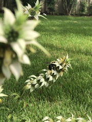 Xylocopa virginica