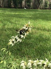 Xylocopa virginica