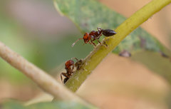 Crematogaster scutellaris