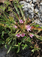 Lewisia pygmaea
