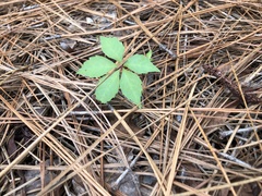 Parthenocissus quinquefolia