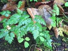 Coptis aspleniifolia