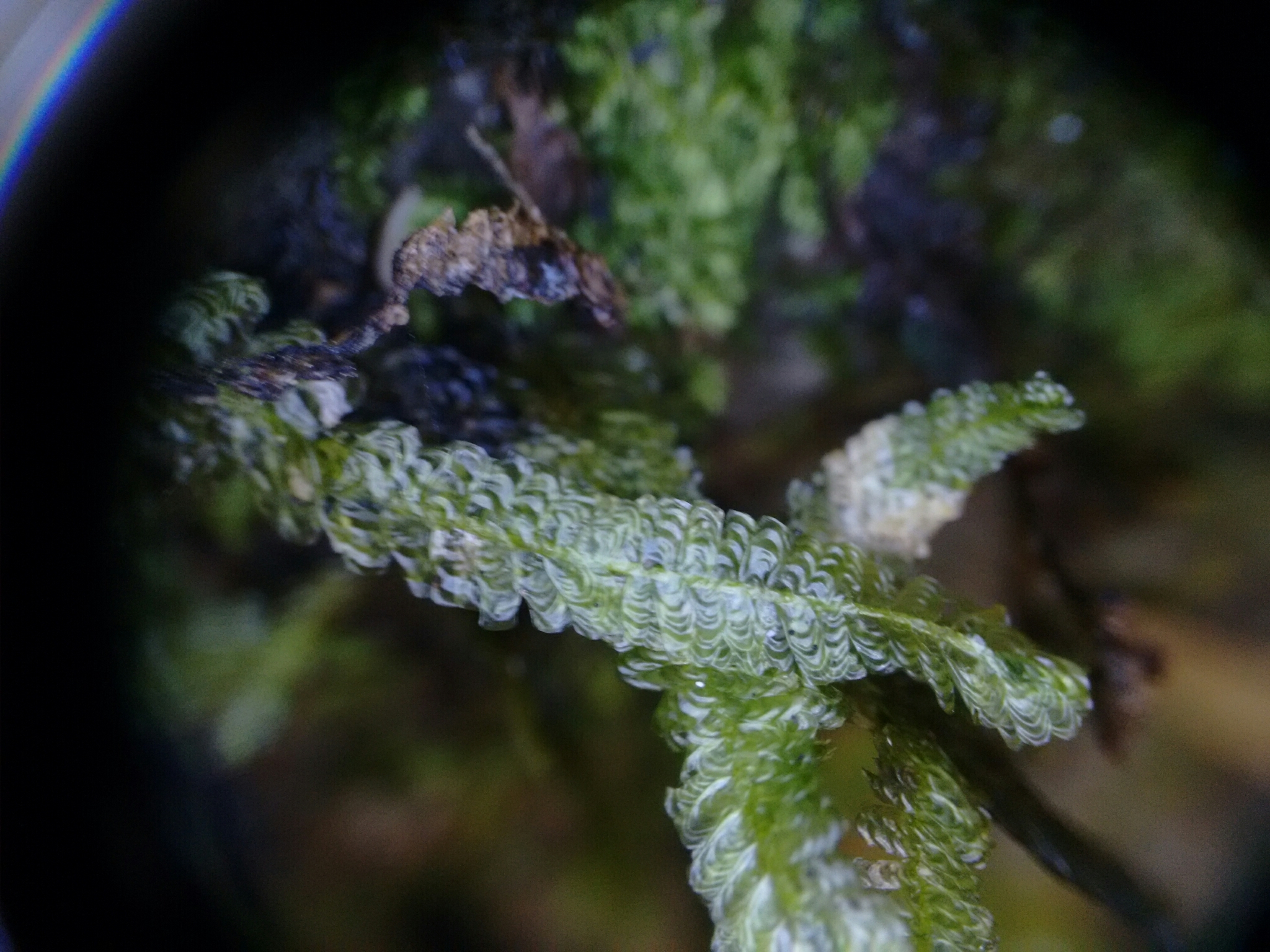 Neckeropsis