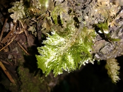 Homaliodendron microdendron