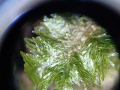 Homaliodendron microdendron