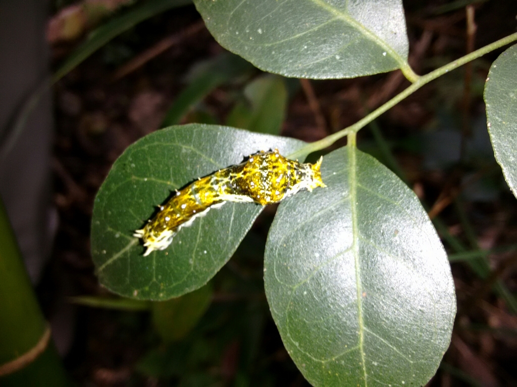 Southern Chinese Peacock