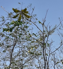 Erythrostemon mexicanus