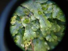 Marchantia emarginata