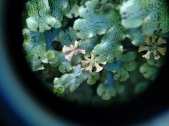 Marchantia emarginata