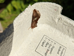 Autographa bractea