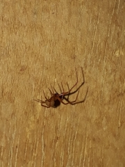 Loxosceles rufescens