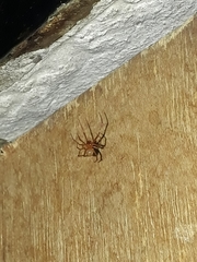 Loxosceles rufescens