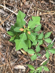 Euphorbia cyathophora