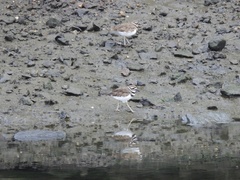 Charadrius vociferus