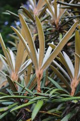 Rhododendron makinoi