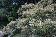Rhododendron makinoi