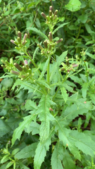 Erechtites hieraciifolius
