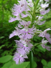 Platanthera grandiflora