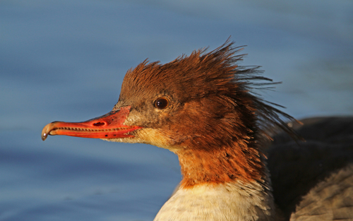 Serreta grande (Mergus merganser)