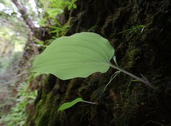 Hosta hypoleuca