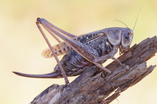 Margasis žiogas nuotrauka