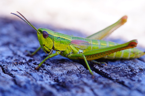 Small Gold Grasshopper